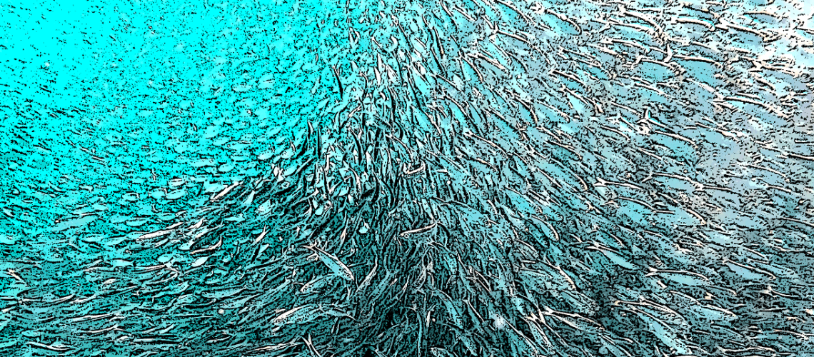 Millions of fish